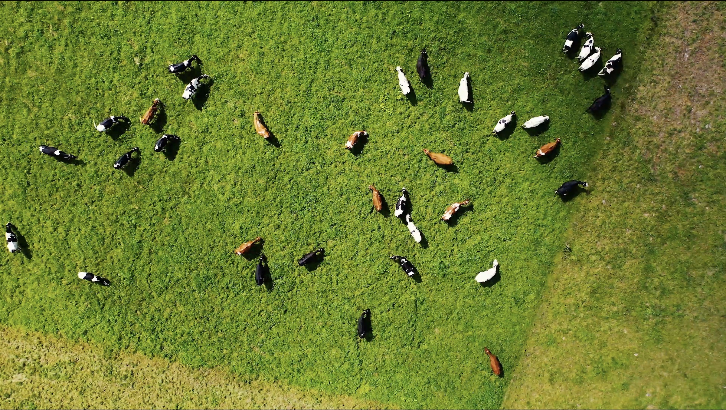 Dairy cows on pasture